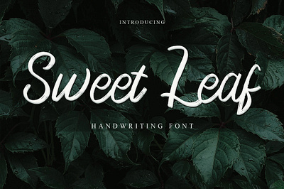 Sweet Leaf calligraphy design font design fonts handmade handwritten littering script typography web