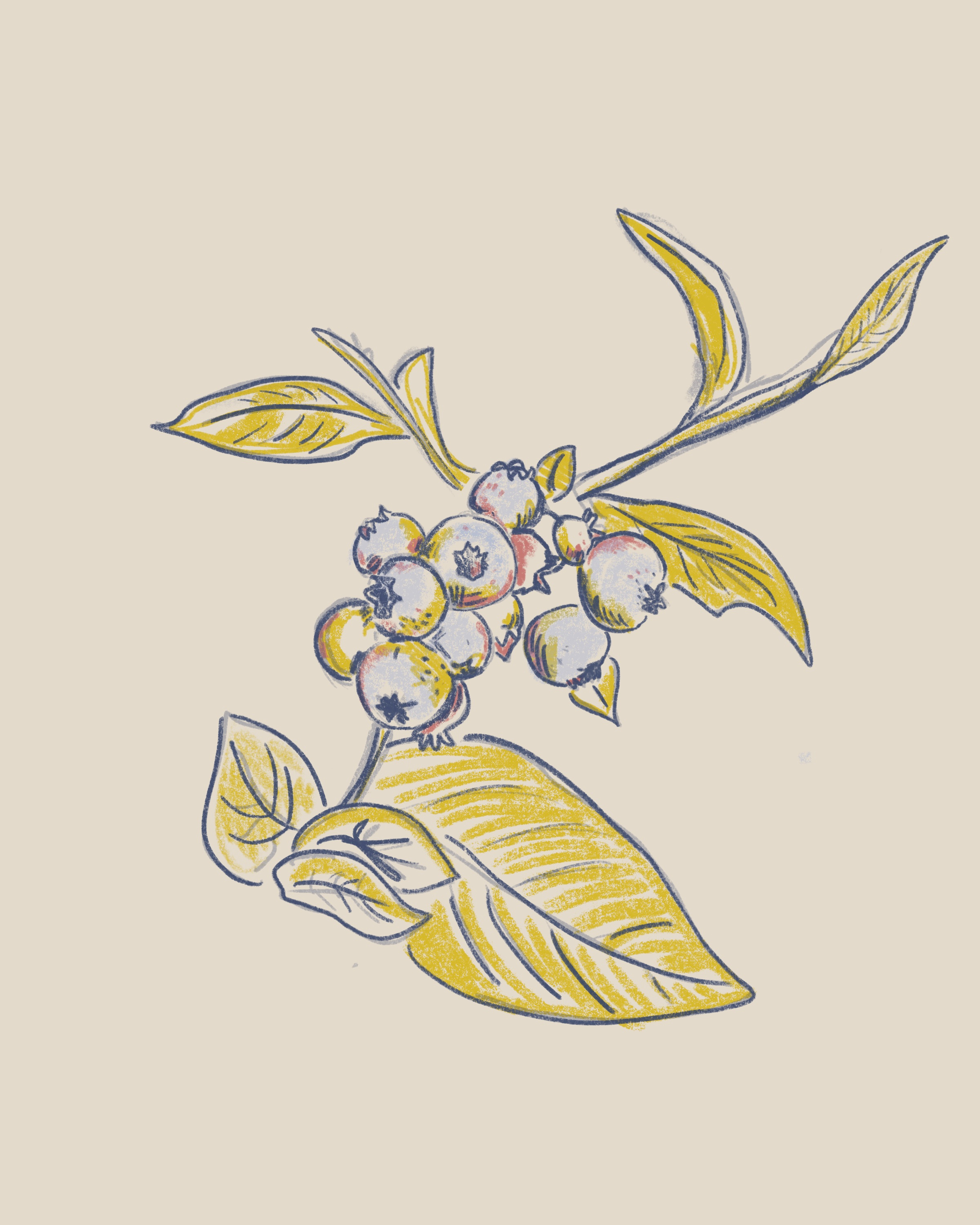 Michigan Blueberries berry berrypicking blueberries blueberry farmer fresh freshfruit market michigan michigansummer puremichigan sketch summer