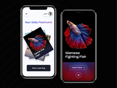 Flashcard App Concept! app app concept app design design flashcard flashcards ios ios app design modern quiz quiz app quizz quizzes ui uiux ux