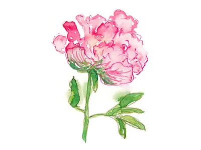 Watercolor Peony Illustration abstract watercolor aquarelle bloom botanical watercolor floral flower peony peony flower peony illustration pink flowers watercolor watercolor illustration watercolor painting