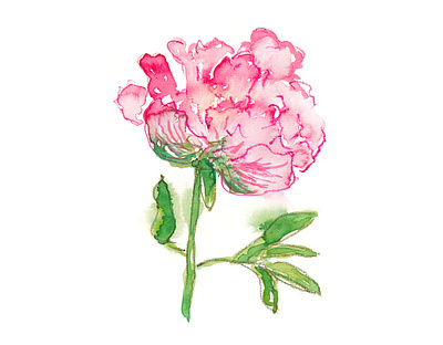 Watercolor Peony Illustration abstract watercolor aquarelle bloom botanical watercolor floral flower peony peony flower peony illustration pink flowers watercolor watercolor illustration watercolor painting