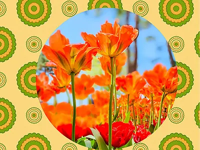 Tulip----Hitachi Seaside Park collage design graphicart graphicdesign photosop tulip ひたち海浜公園