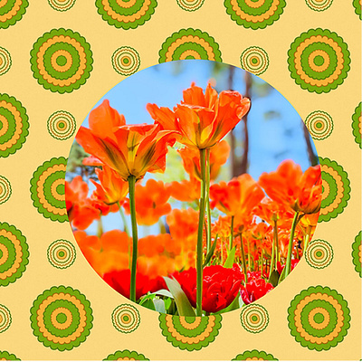 Tulip----Hitachi Seaside Park collage design graphicart graphicdesign photosop tulip ひたち海浜公園