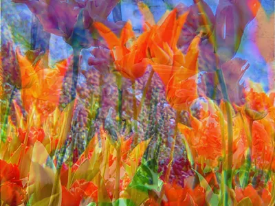photomontage1 flower graphicart photomontage photoshop tulip ひたち海浜公園