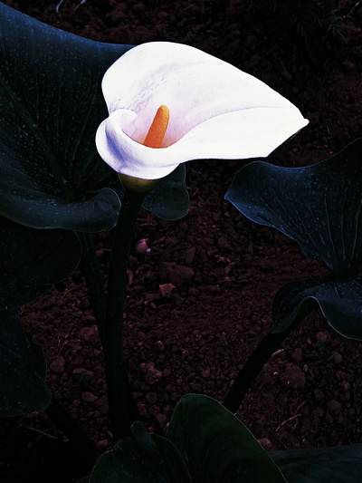 im13 illustration image editing imagery minimal web