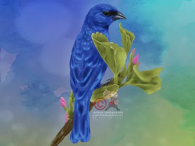 Indigo Bunting clip studio paint illustration
