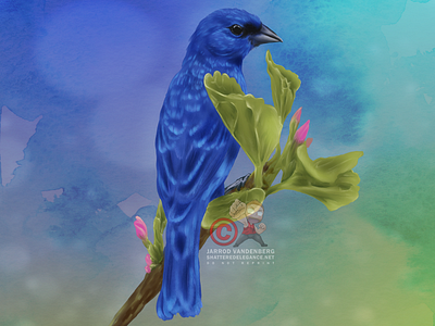 Indigo Bunting clip studio paint illustration
