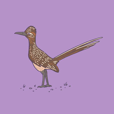 Road runner bird art bird digital art drawing illustration nature procreate procreate art