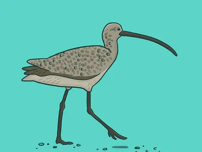 Long-billed curlew art bird digital art drawing illustration nature procreate procreate art