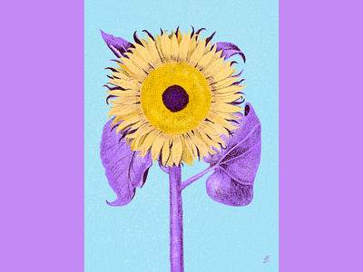 Sunflower emily searle emilysearle flower illustration procreate summer sunflower yellow