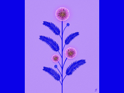 Mimosa blue digital emily searle emilysearle flower illustrator mimosa pink plant procreate sensitive