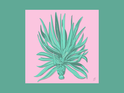 Agave agave digital emily searle emilysearle green illustration pink plant procreate