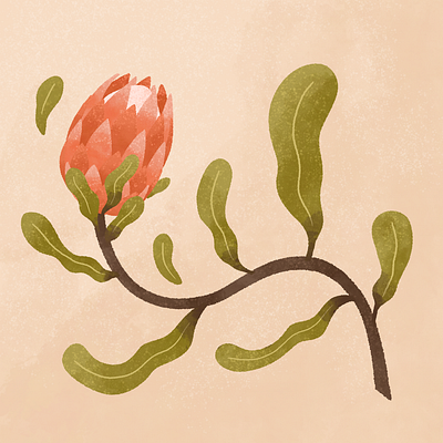 Protea illustration plants procreate protea texture