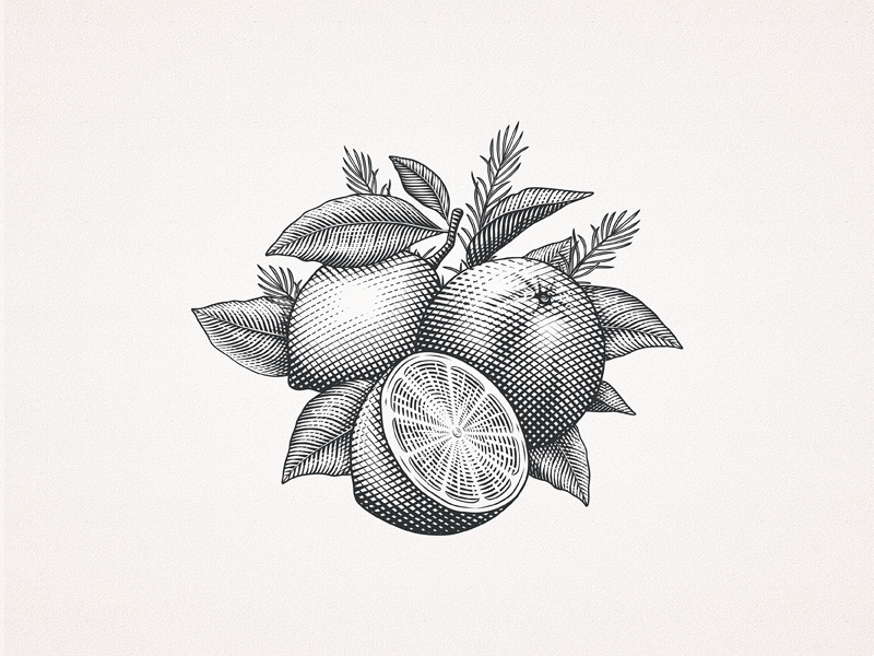 Example of Brand Illustrations / Engraving Style