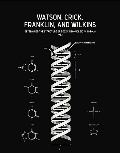 STEM Heroes 2021 | Watson, Crick, Franklin, and Wilkins discovery dna geometry heroes illustrator math science stem
