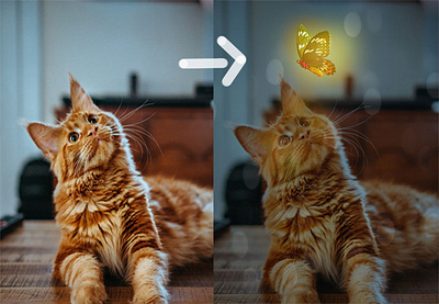 photo manipulation cat manipulation photo editing photoshop