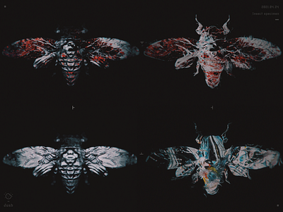 Insect specimen blender blender3d carving design dribbbleweeklywarmup material