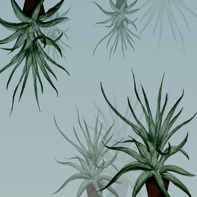 Tillandsia Plant Illustration design graphicdesign illustration organic plant illustration plants tillandsia