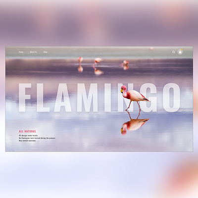 Flamingo Website adobexd flamingo homepageui minimal ui website websiteui