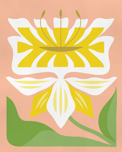 Daffodil botanic daffodil flower flowers illustration