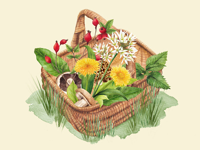 Watercolour illustration foraging basket of wild foods dandelion food illustration foraging lifestyle morrel mushrooms nature rosehip seasons sorrel spring watercolor wild food wild garlic