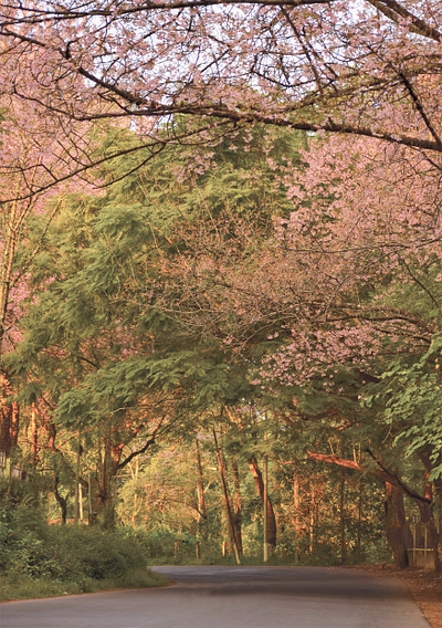 Cherry Blossom cherryblossom icon nature