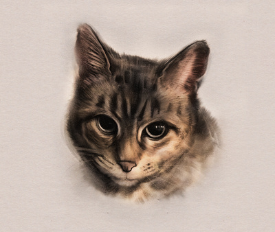 Kit the Cat adobefresco cat feline kitty procreate