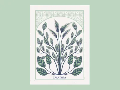 Calathea art artwork botanical botanical illustration illustration tropical