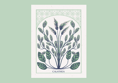 Calathea art artwork botanical botanical illustration illustration tropical