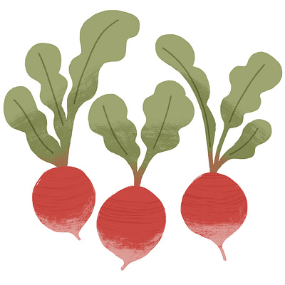 Radishes in My Garden illustration illustrator radish raster illustration vegetable illustration vegetables whitneymakesthings