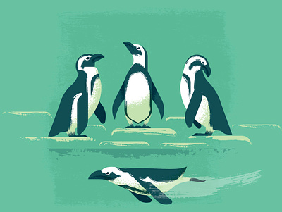 Humbolt Penguins at the Columbus Zoo adobe custom brushes illustrator illutration penguin vector
