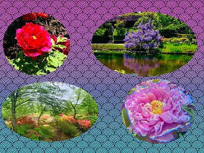 Beautiful flowers in spring season flowers photoshop spring つつじ 清水公園 牡丹 藤