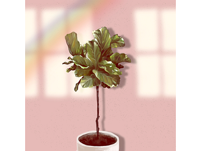 Fiddle Fig art digital painting drawing fiddle fig graphic design hand drawn house plant illustration lighting nautral light plants plants illustration procreateapp rainbow visual design