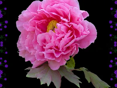 Botan 1 collage flower graphicart photoshop 清水公園 牡丹