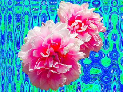 Botan Pop 3 collage graphicart graphicdesign photoshop psychedelic 清水公園 牡丹