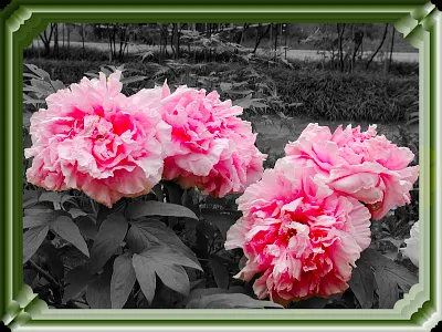 Botan 2 collage flower graphicart graphicdesign photoshop 清水公園 牡丹