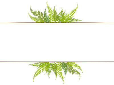 Frame with fern leaves fern frame leaves plant ornament plants