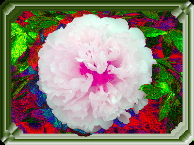 Botan Pop 4 collage flower graphicart graphicdesign photoshop psychedelic 清水公園 牡丹