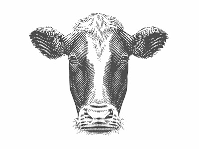 Portrait for «Hutten Beef» beef black and white cow engarved engraving etching graphics illustration label pen and ink scratchboard vector engraving woodcut