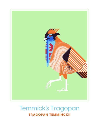 Temmick's Tragopan animal bird blue character design exotic fly geometric illustration red retro temmicks texture tragopan vector