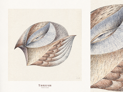THE GUESTS. Thrush art character art character design concept concept art drawing graphic hand drawing illustration imagination line drawing nature watercolor watercolour