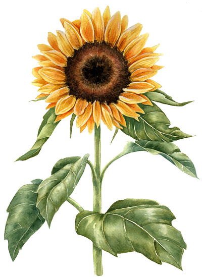 Sunflower Watercolor botanical botanical art fine art illustration sunflower watercolor