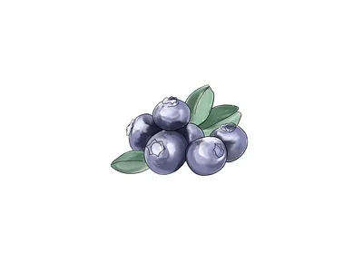 Blueberry Illustration branding digital art illustration