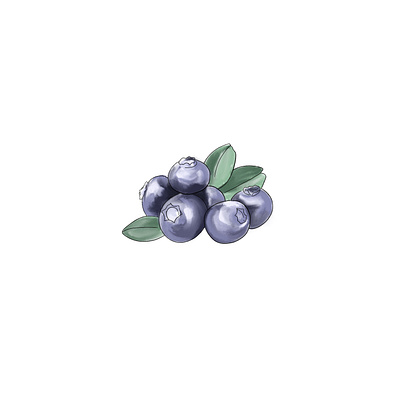 Blueberry Illustration branding digital art illustration