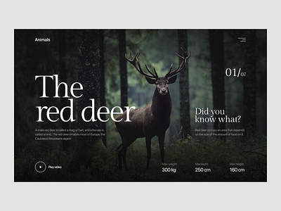 Animals animals animals site animals site animals ui concept design figma forest forest animals minimal minimalism ui ux uxui web website