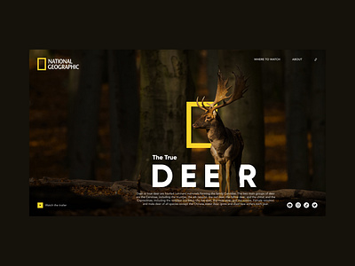 Nat Geo branding design designer figmadesign minimal ui ux web