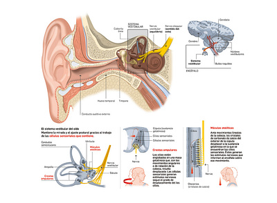 Vestibular system of ear infographic illustrator infographic infographics information design medical design medical infographics scientific illustration