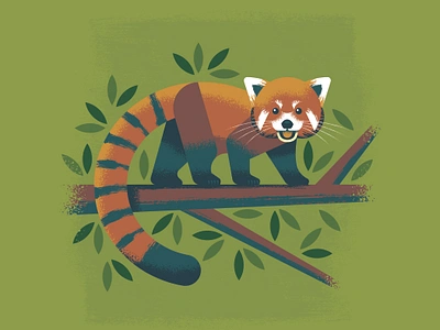 Red Panda at the Columbus Zoo and Aquarium adobe animal ill illustration illustrator panda red vector zoo