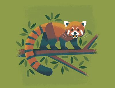 Red Panda at the Columbus Zoo and Aquarium adobe animal ill illustration illustrator panda red vector zoo