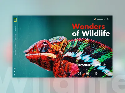 Wonders of Wildlife creative banner design uiux web design wild wild animal wildlife wildlife art wildlife illustration wildlife photography